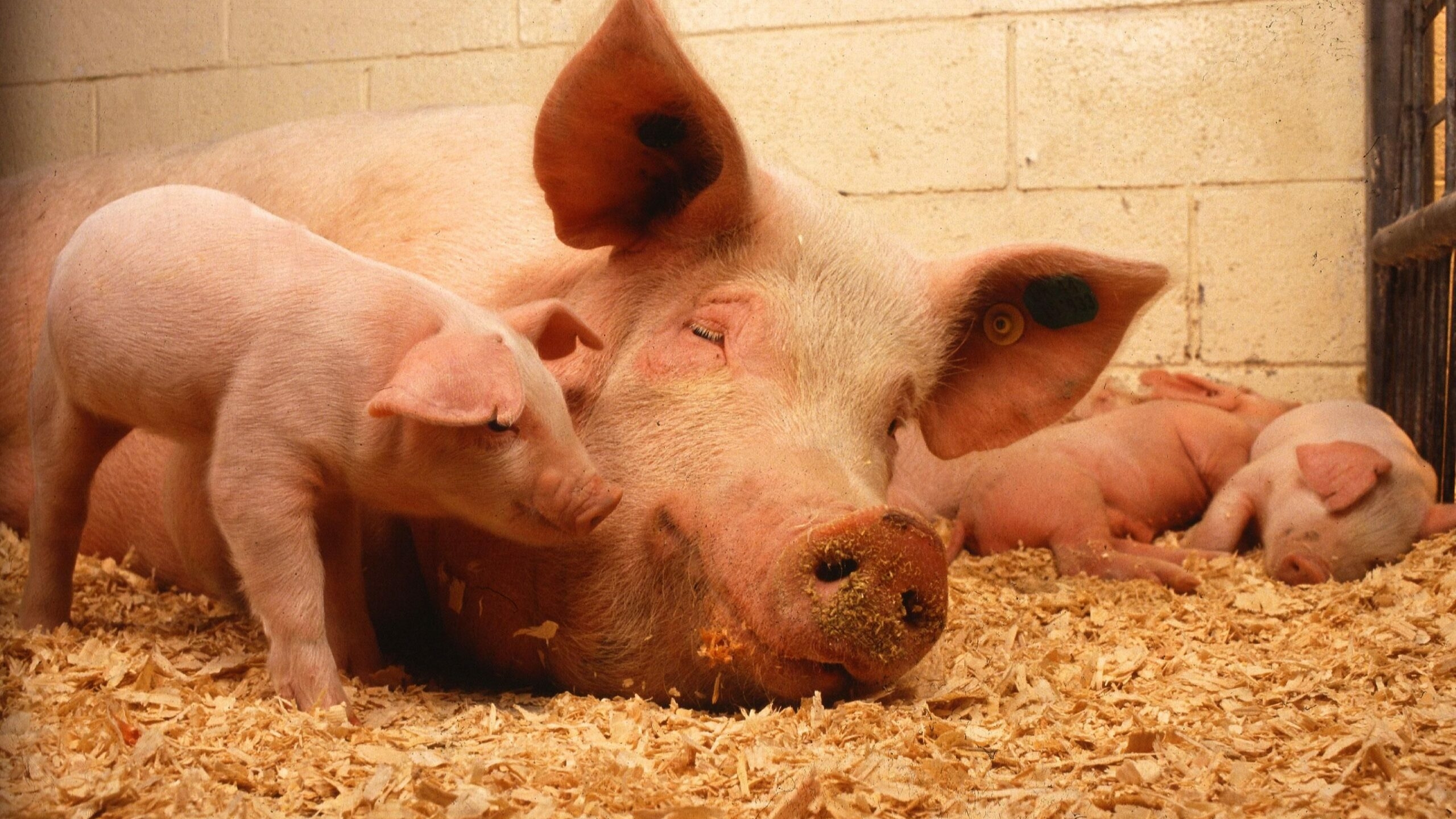 Ученые научились частично воскрешать свиней