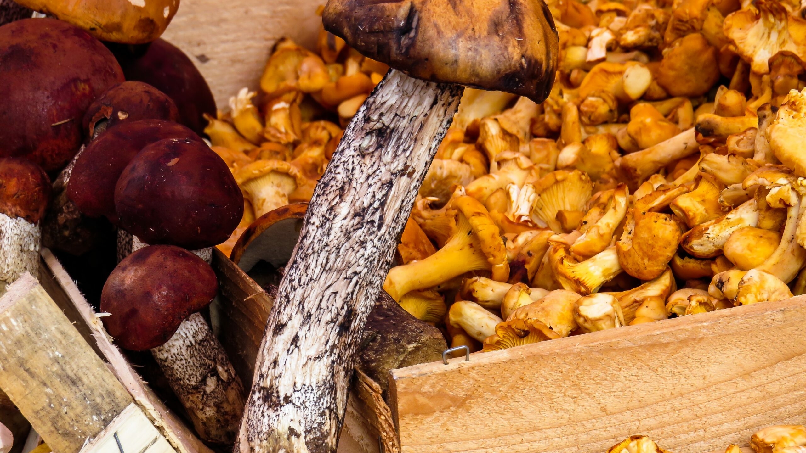 Синоптик Колесов удивился количеству грибов в лесах Ленобласти