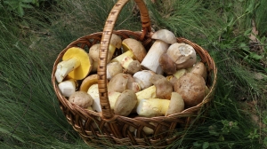 Петербуржцам рассказали о списке необходимых вещей для похода за грибами