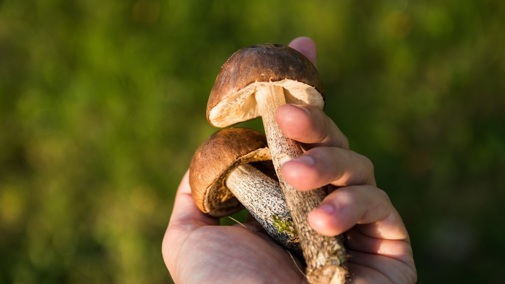 Леса Ленобласти заполнили червивые грибы из-за аномальной жары