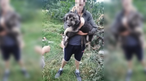 Двух напуганных собак спасли из-под завалов снесенного дома в Приозерске