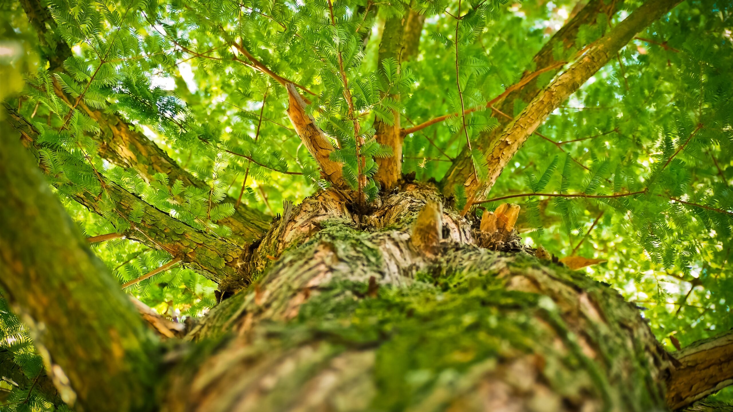 За один день в Ленобласти высадили 117 тысяч деревьев