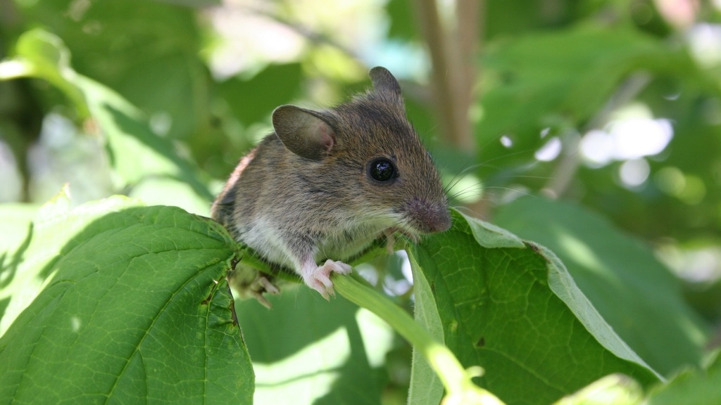 Биологи впервые вырастили зародыш мыши из стволовых клеток