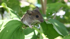 Биологи впервые вырастили зародыш мыши из стволовых клеток