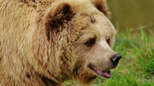 В фонде помощи животным в Левашово проведут проверку по факту гибели медведя и волка