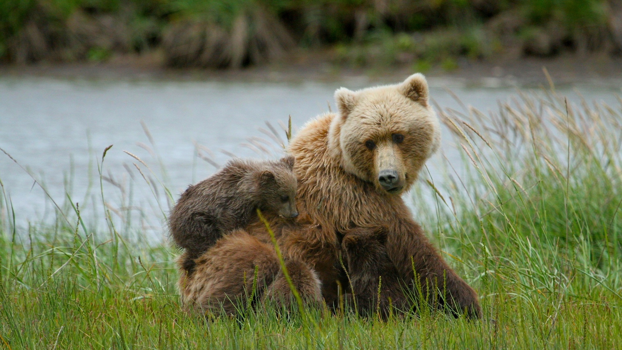 Бегающего с бидоном на голове медведя разыскивают в Приморье: без помощи хищник может погибнуть