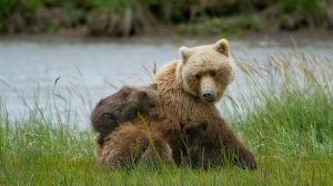 В лесах Ленобласти увеличилась вероятность встречи с медведями