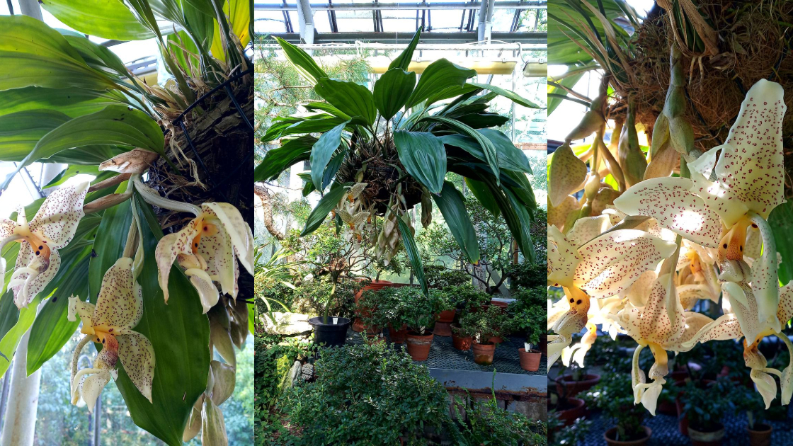 В Ботаническом саду Петра Великого зацвела ароматная «орхидея-бык»
