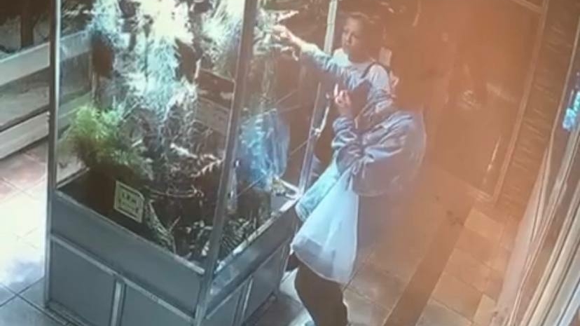 Петербургский суд отправил похитительницу редкой ящерицы из зоопарка за решетку на два месяца