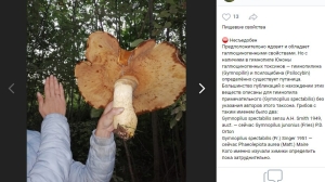 Гигантские несъедобные грибы размером с голову обнаружили в лесах Ленобласти