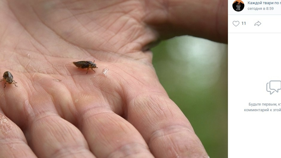 Биолог нашел в лесах Ленобласти омолаживающее насекомое