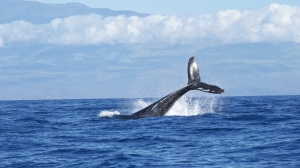 Запутавшийся в сетях в Охотском море краснокнижный кит боится людей и не дает себя спасти