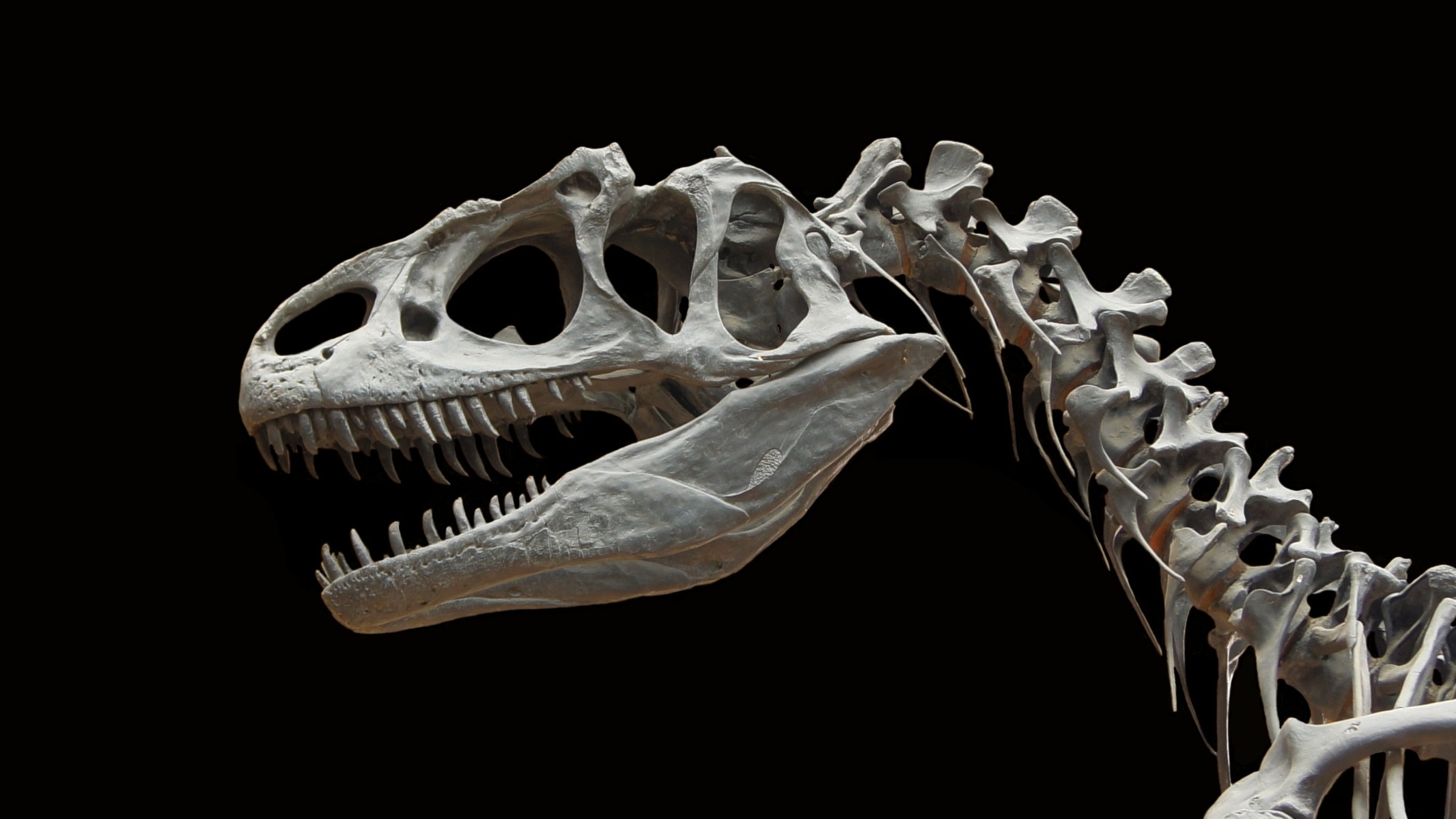 Ученые: динозавры погибли не из-за метеорита