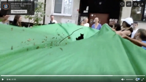 Весь двор слетелся помогать кошке слезть с дерева в Красносельском районе