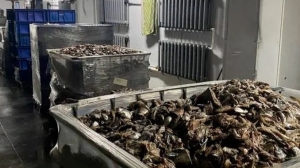 Зловонный запах рыбных отходов поглотил Гатчину
