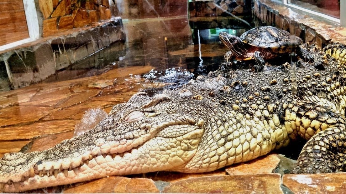 Слабоумие и отвага: бесстрашные черепашки оседлали крокодила Тотошу из Ленинградского зоопарка