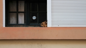 Петербургский суд отказался выселять собаку из квартиры по иску соседки, боровшейся против лая при помощи огня