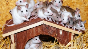 Крысы размером с собак захватили часть города в Британии