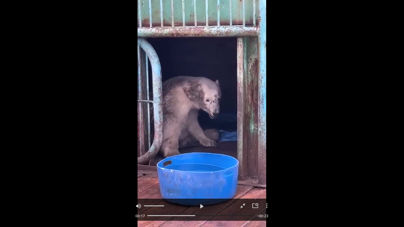 На острове Дискон спасли подстреленную белую медведицу