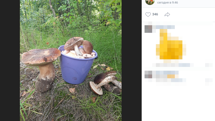 Петербурженка наткнулась в Сосновке на белый гриб размером с ведро