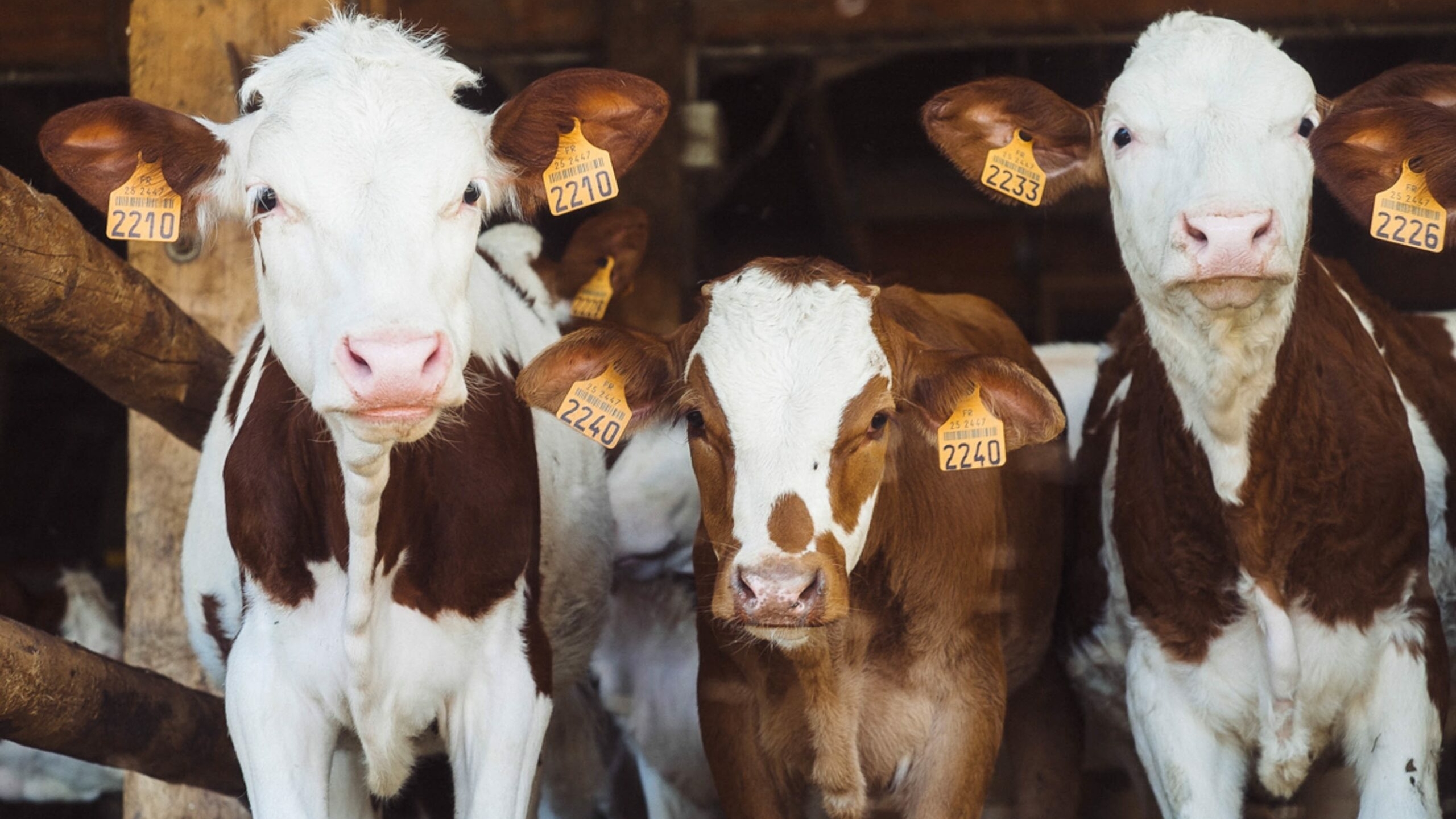 Коровы могут дать иммунитет к онкологии: ученые раскрыли неожиданную пользу молока и говядины