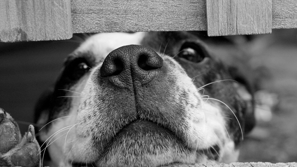 Собака съела шаверму петербуржца, пока у него проверял документы инспектор ГИБДД