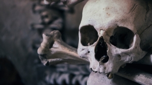 Человеческий череп нашли у озера под Петербургом