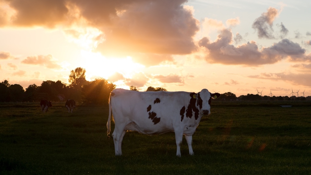 Ночные коровы-обжоры регулярно съедают весь урожай в Тосненском районе Ленобласти