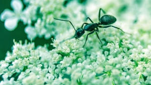 СМИ: Европу могут захватить опасные огненные муравьи