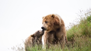 Семейство медведей наблюдало за испуганными туристами заповедника в Ленобласти