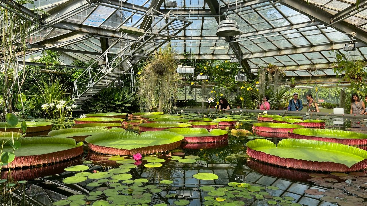 Ботанический сад покажет петербуржцам Водную оранжерею в последний раз в этом сезоне