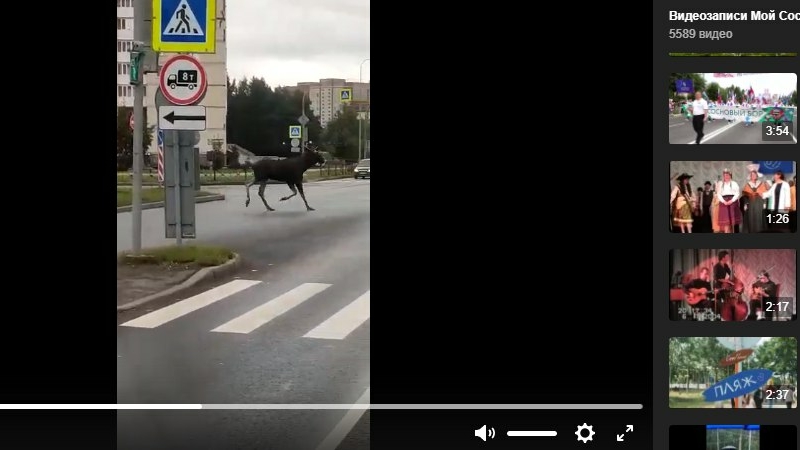 Лося-бегуна заметили на улицах города жители Соснового Бора