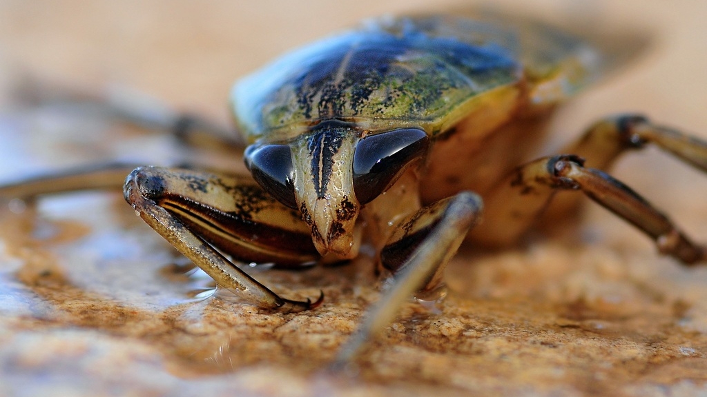 Японские ученые создали тараканов-киборгов для экологических исследований