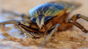 Японские ученые создали тараканов-киборгов для экологических исследований