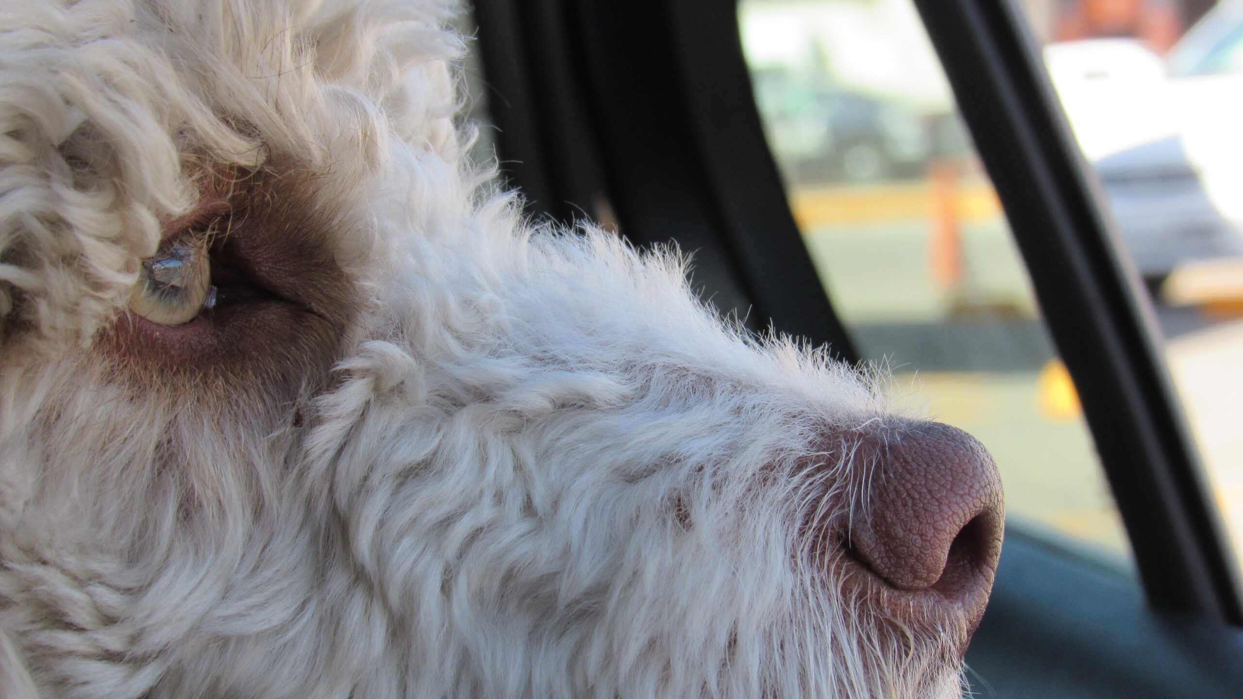 В Петербурге назвали «шумом» новость про собаку, съевшую шаверму водителя