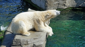 Пока петербуржцы жалуются на снег, в Лензоопарке медведица Хаарчаана радуется сугробам