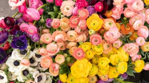 Более 11 млн цветов завезли в Петербург и Ленинградскую область для школьных букетов к 1 сентября