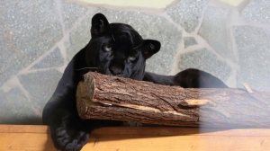 Вскрыл обертку и убежал: ягуар Ричард из Ленинградского зоопарка получил подарок