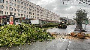 Сильный ветер свалил в Петербурге более 70 деревьев за ночь