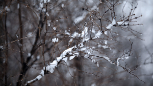 В Ленобласти 17 декабря ожидается мокрый снег с дождем и гололед