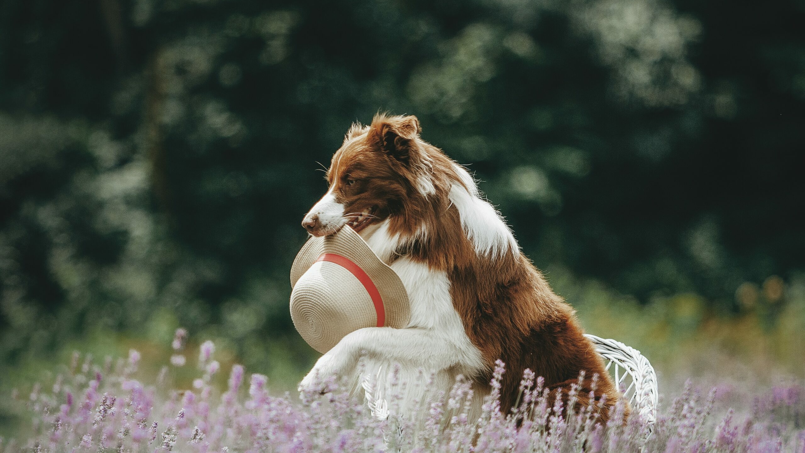 Надежда Чебота объяснила, как научила собак играть в волейбол