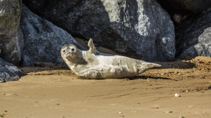 Специалисты Фонда балтийской нерпы показали греющегося на солнышке тюленя