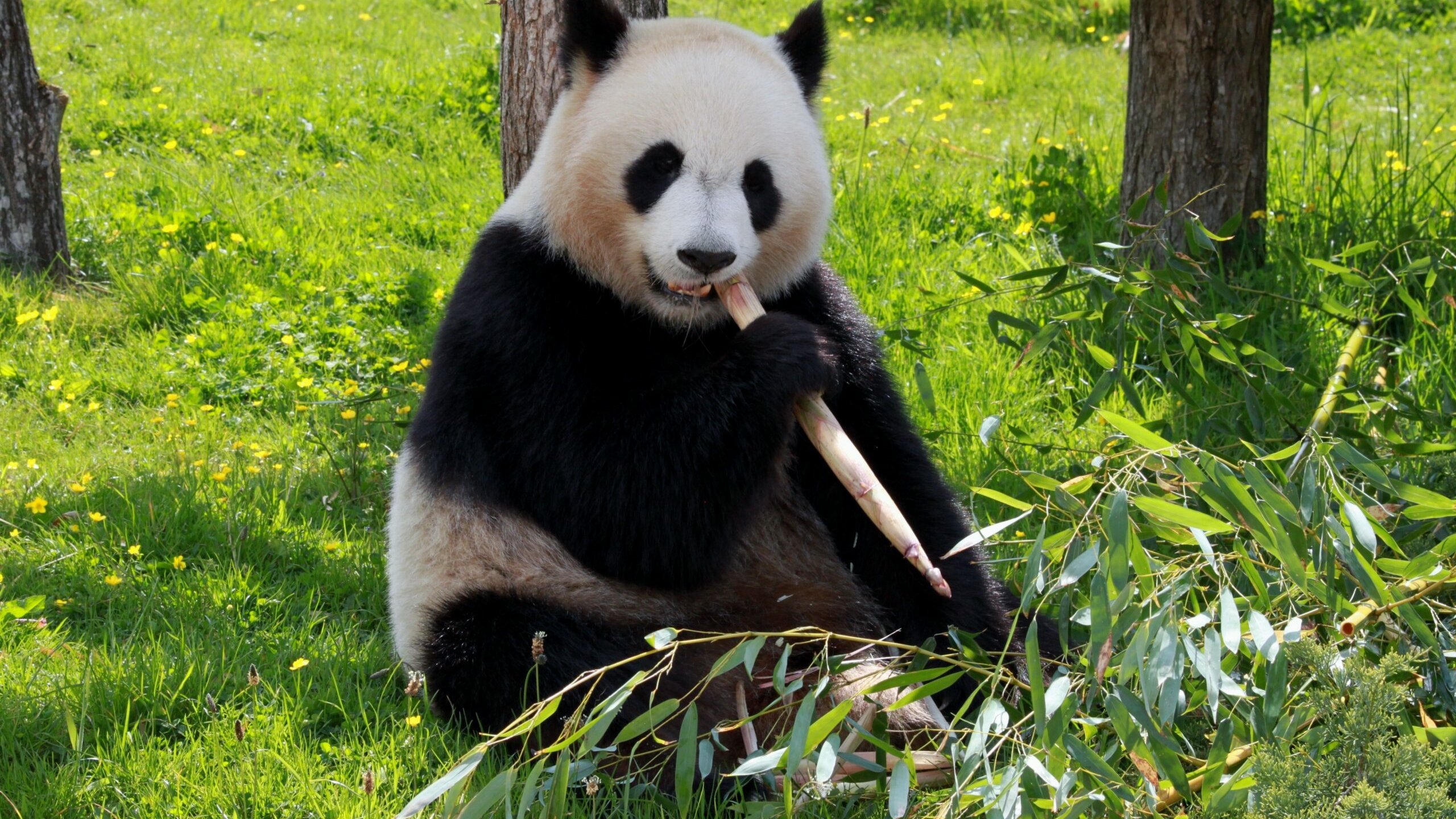 Собянин сообщил о рождении первого за всю историю России детеныша большой панды