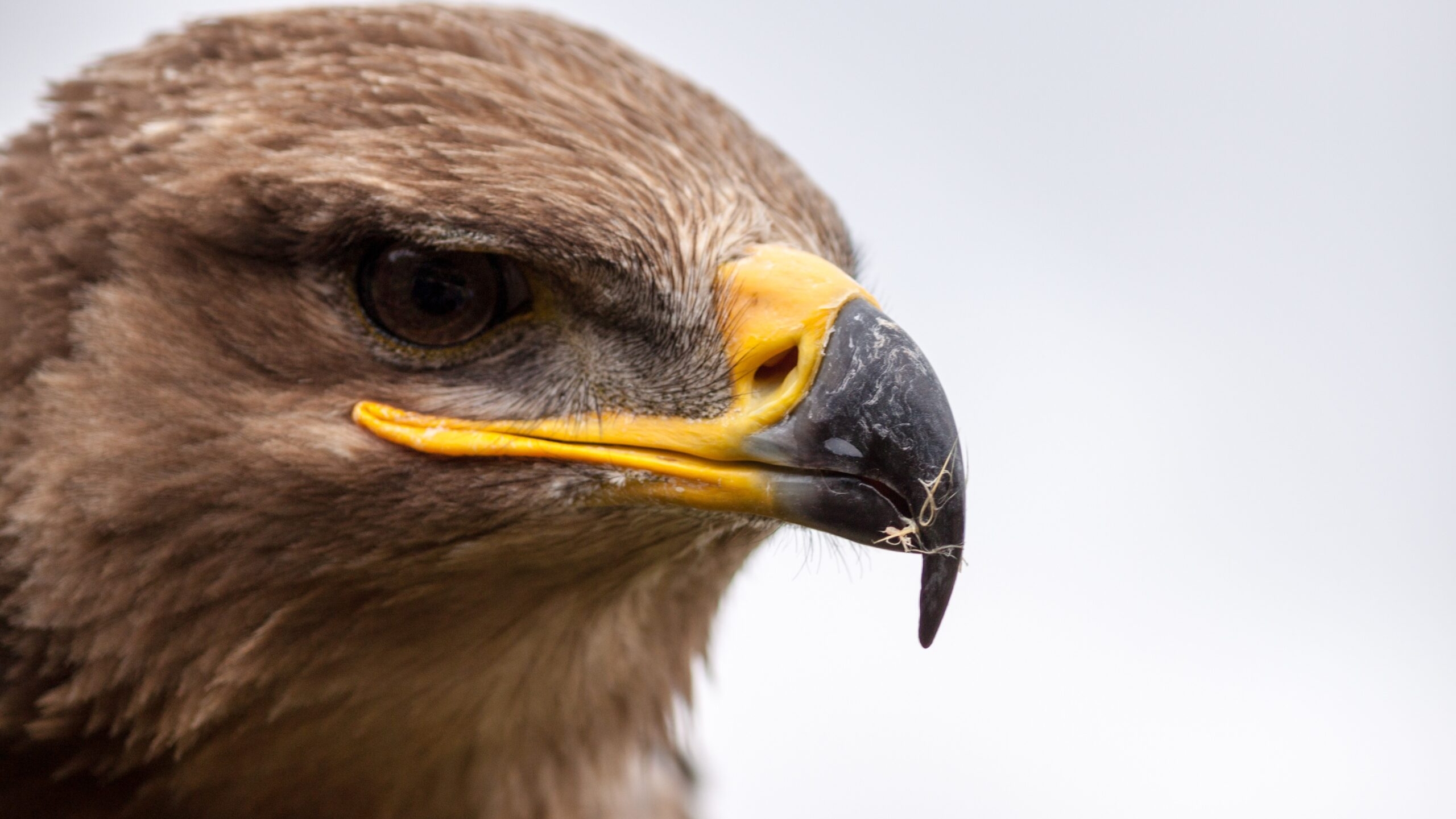 Российские орнитологи собирают деньги на оплату SMS от орлов