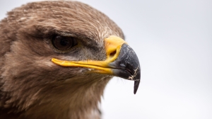 Российские орнитологи собирают деньги на оплату SMS от орлов