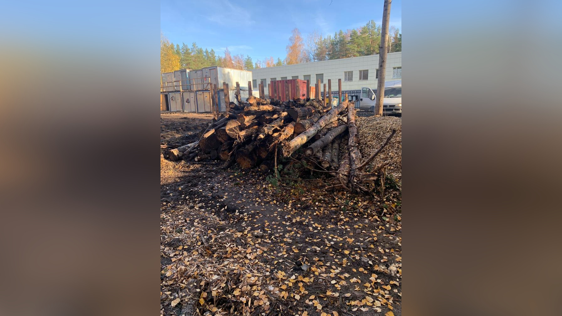 В Ленобласти задержали мужчину, подозреваемого в незаконной вырубке лесов на 231 тысячу рублей