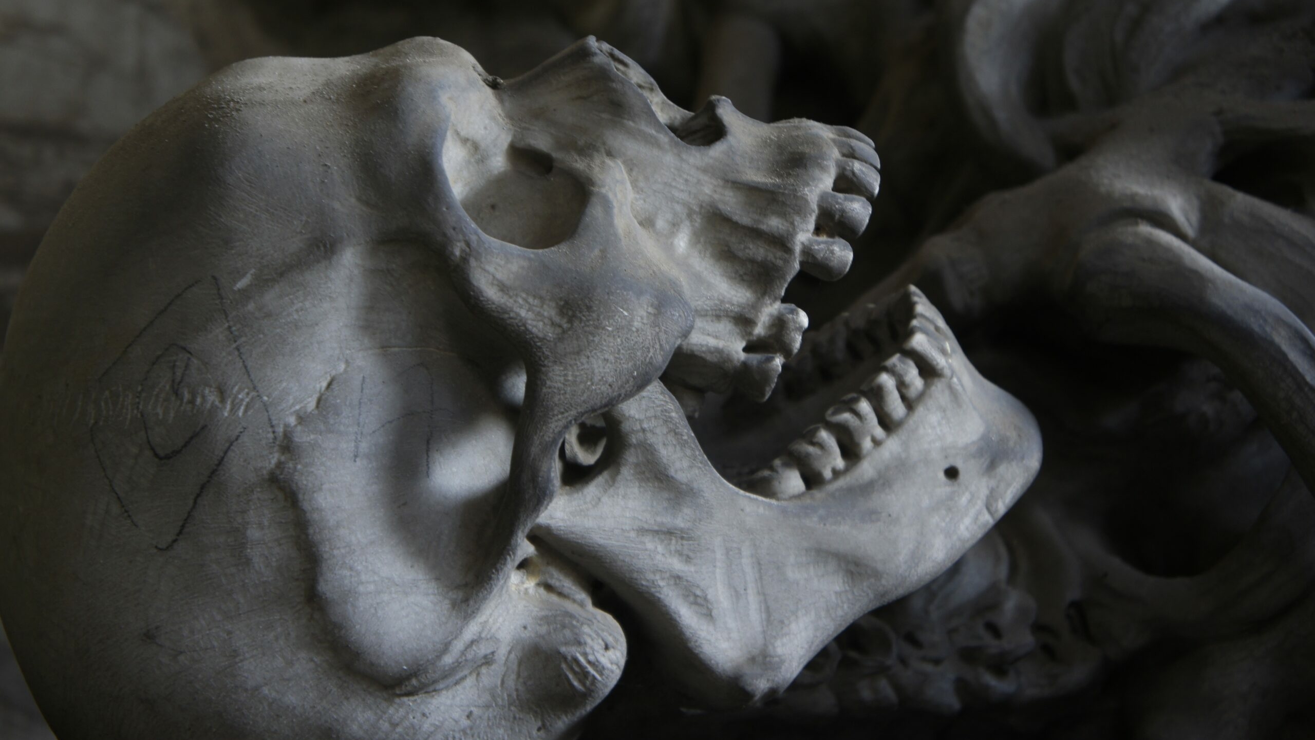 В петербургском лесу обнаружили человеческий череп с кусками кожи и волос