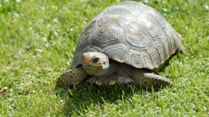 Ученые: панцирь черепах – хранитель радиоактивной истории планеты