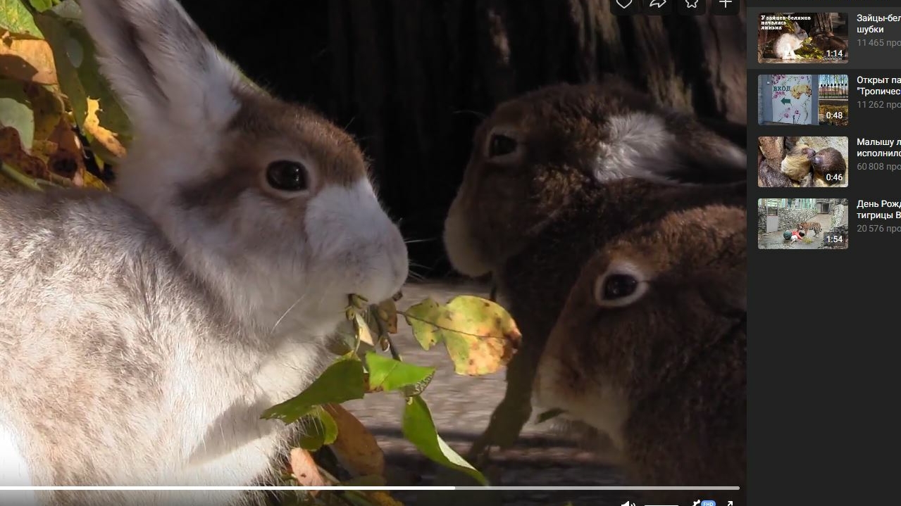 Петербуржцам рассказали о подготовке зайцев-беляков к зиме в Ленинградском зоопарке