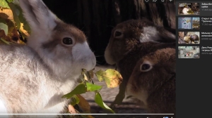 Петербуржцам рассказали о подготовке зайцев-беляков к зиме в Ленинградском зоопарке
